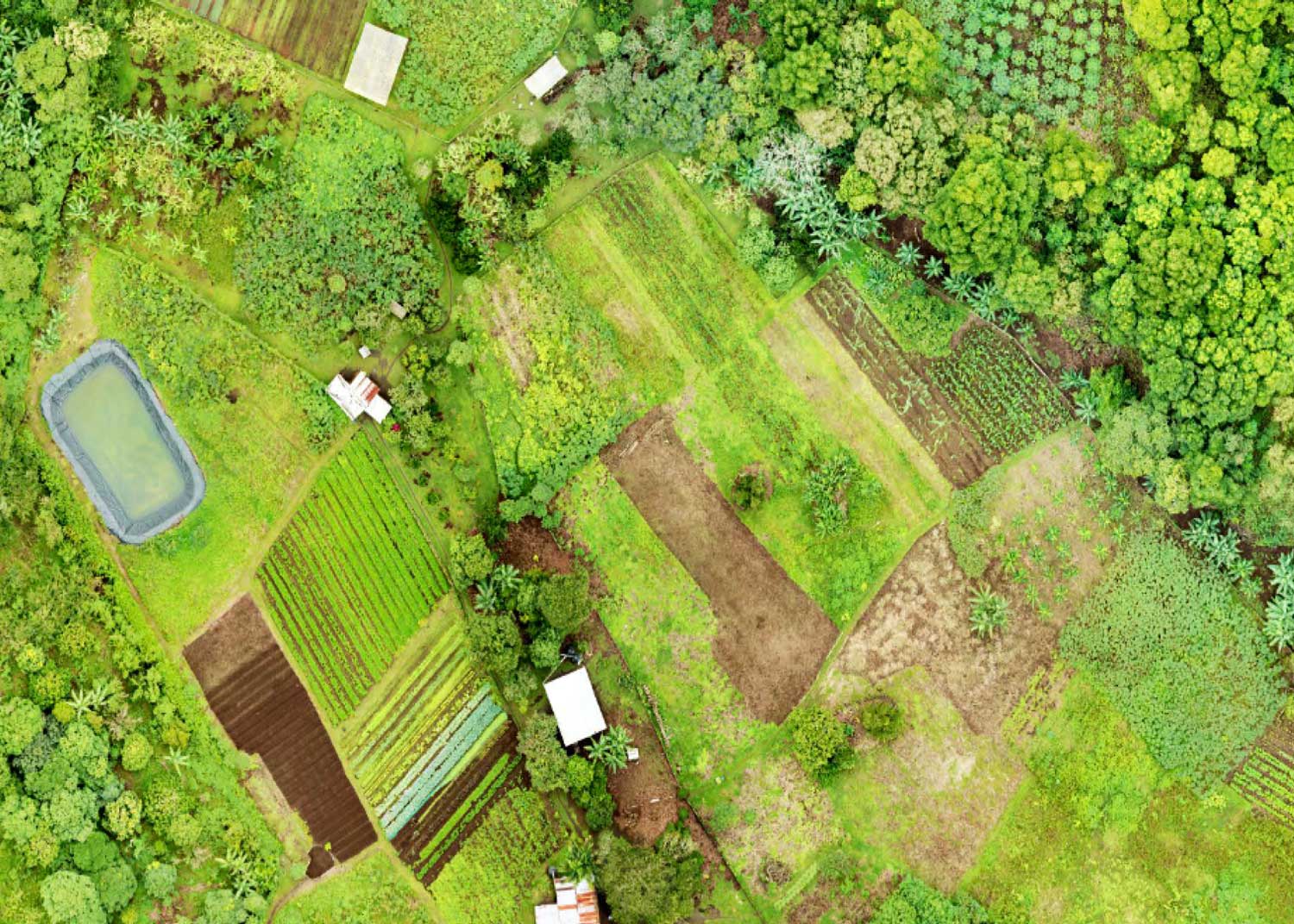 Aerial shot of Galapagos farmland