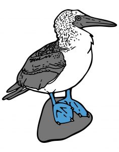 Clip art of a blue-footed booby