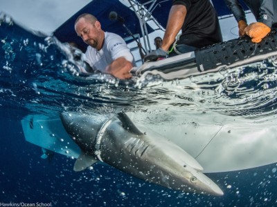 Alex Hearn, working with a shark in the Galapagos
