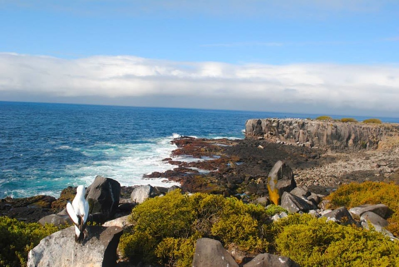 Albatross on the cliffs of Isla San Cristobal