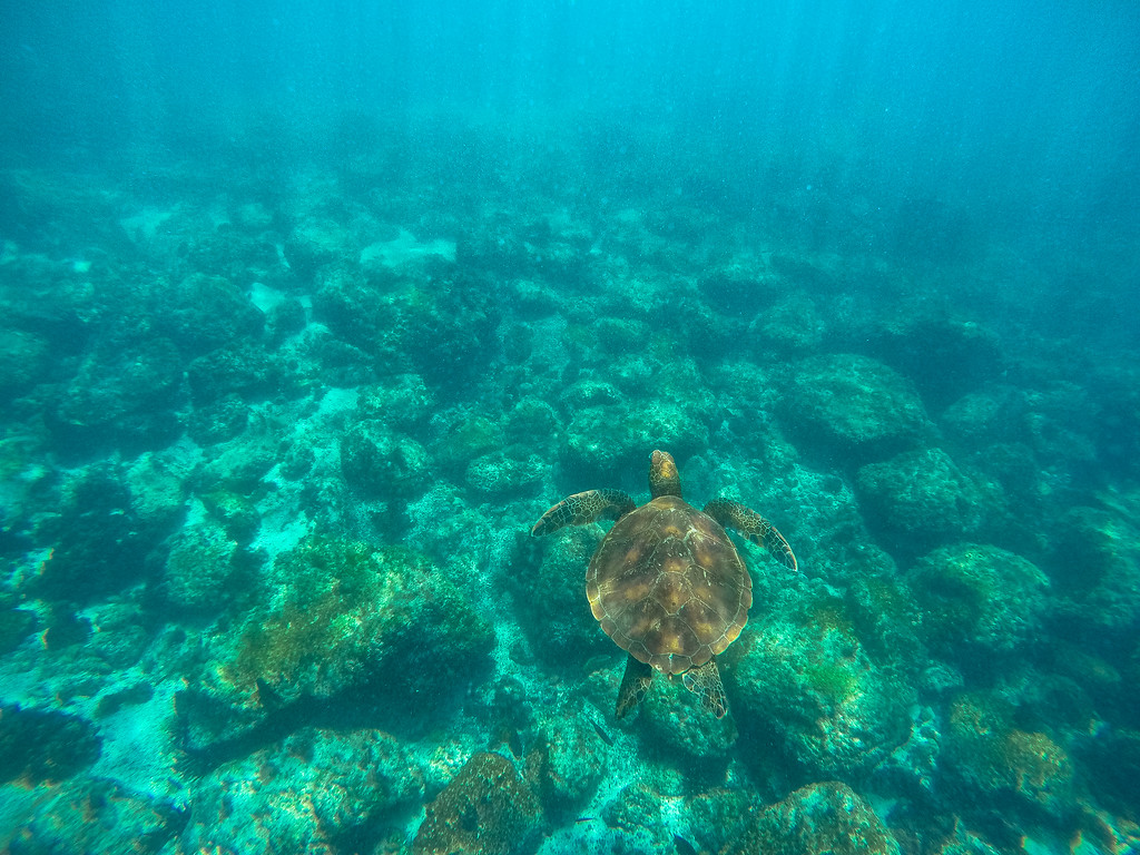 Sea turtle underwater in the Galapagos