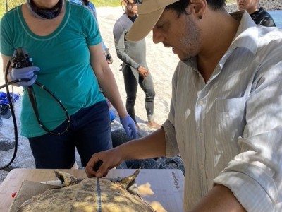 Juan Pablo Muñoz measuring a captured sea turtle