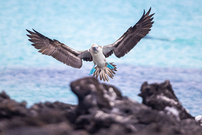 blue-footed booby in flight
