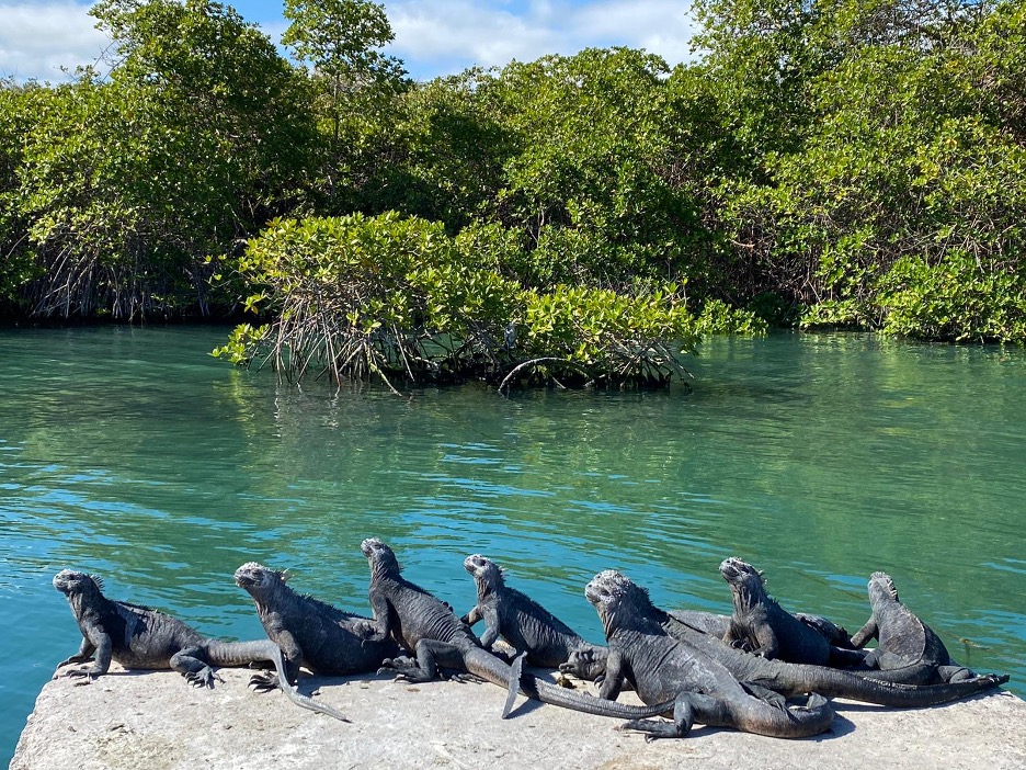 Cluster of marine iguanas perched on a rock off a large body of water.