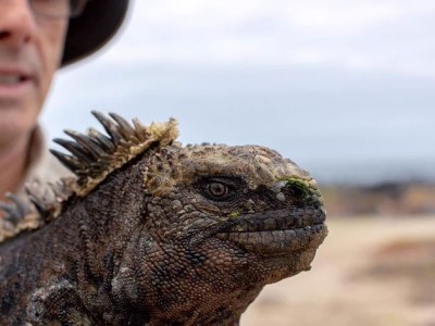 Closeup of a marine iguana, part of researcher Greg Lewbart's face visible behind it.