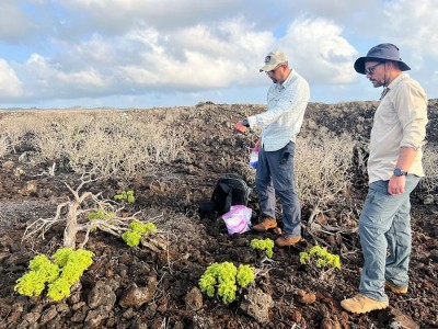 Two researchers collecting samples in a dry open field.