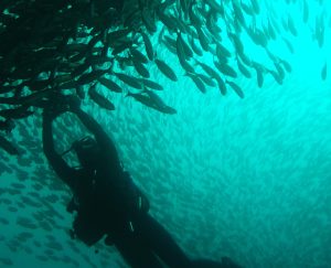 A scuba diver swims toward a huge cloud of small fish underwater.
