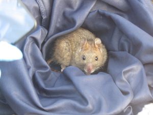 A rat curled up on a bundle of fabric